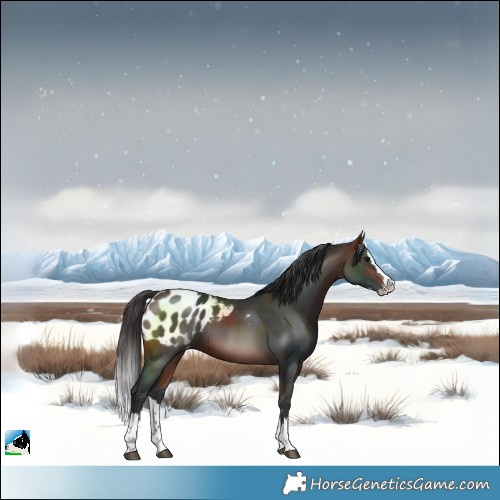 Horse Color:Bay Splash Blanket 