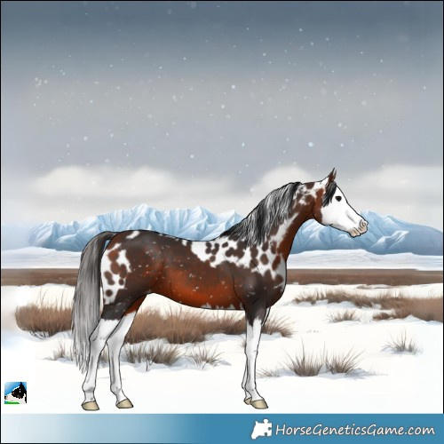 Horse Color:Bay Splash Skewed Appaloosa 