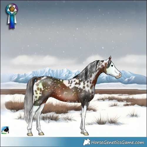 Horse Color:Bay Splash Skewed LP Spotted 