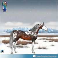 Horse Color:Bay Splash Skewed LP Spotted