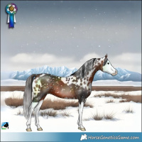 Horse Color:Bay Splash Skewed LP Spotted 