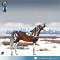 Horse Color:Bay Splash Skewed Appaloosa 