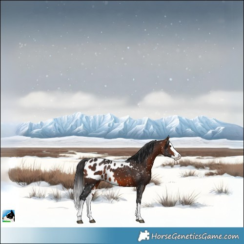 Horse Color:Bay Splash Skewed Appaloosa 
