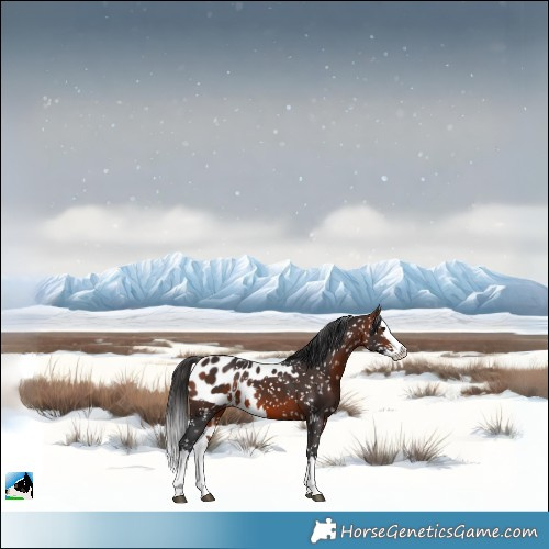 Horse Color:Bay Splash Skewed LP Spotted 