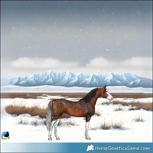 Horse Color:Bay Splash Skewed Appaloosa 