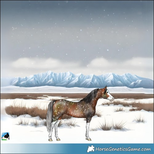 Horse Color:Bay Splash Skewed LP Spotted 