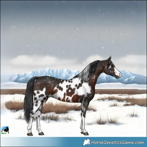 Horse Color:Brown Skewed Appaloosa 