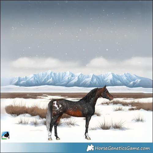 Horse Color:Bay Skewed Appaloosa 