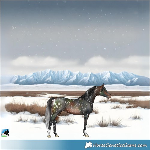 Horse Color:Bay Skewed LP Spotted 