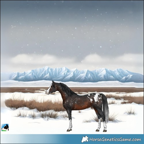 Horse Color:Brown Splash Appaloosa 