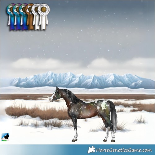 Horse Color:Brown Splash Blanket 