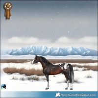 Horse Color:Brown Splash Appaloosa 
