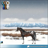 Horse Color:Brown Splash Appaloosa 