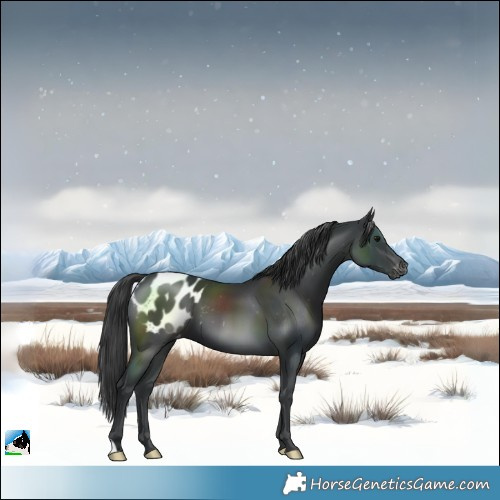 Horse Color:Black Blanket 