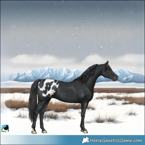Horse Color:Black Appaloosa 