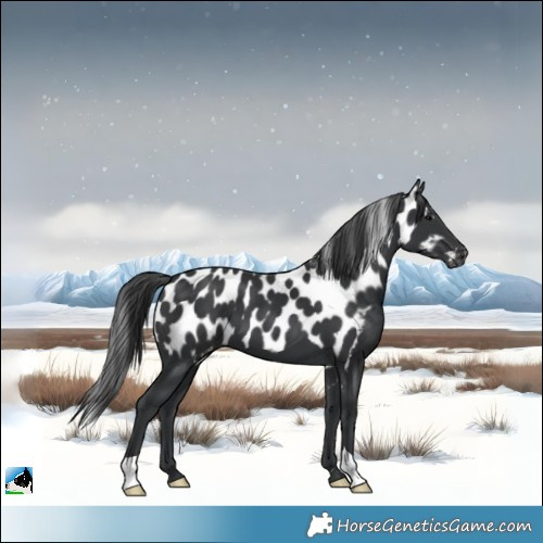 Horse Color:Black Skewed Appaloosa 