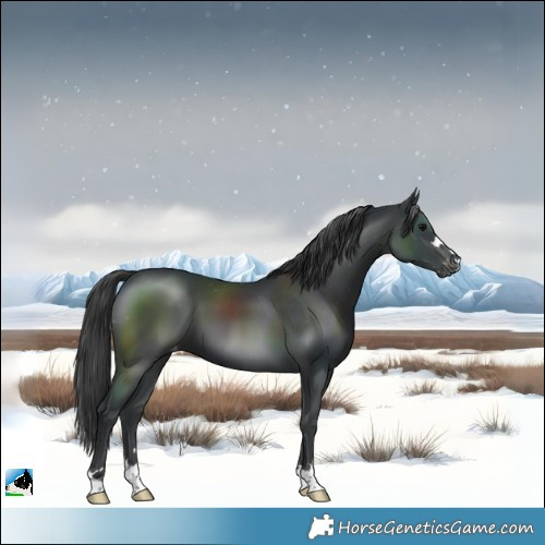 Horse Color:Black Skewed LP Spotted 