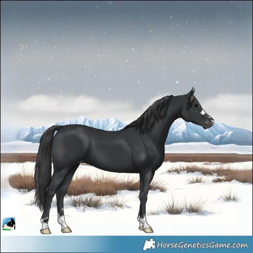 Horse Color:Black Skewed Appaloosa 