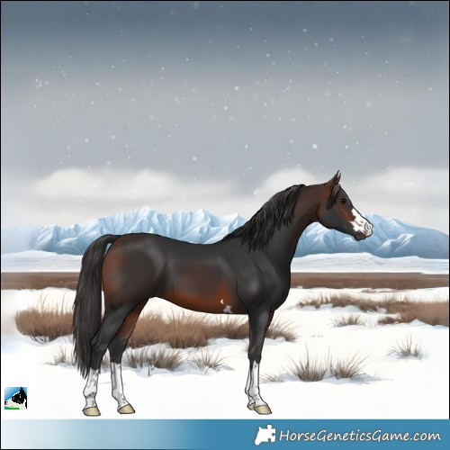 Horse Color:Brown 