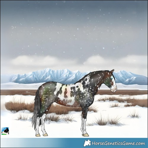 Horse Color:Brown Splash Skewed LP Spotted 