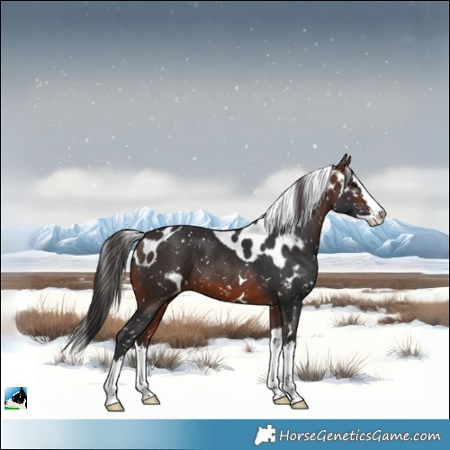 Horse Color:Brown Splash Skewed Appaloosa 