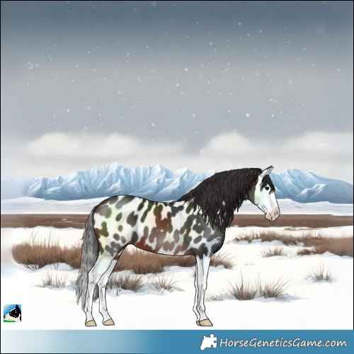 Horse Color:Brown Splash Near Leopard 
