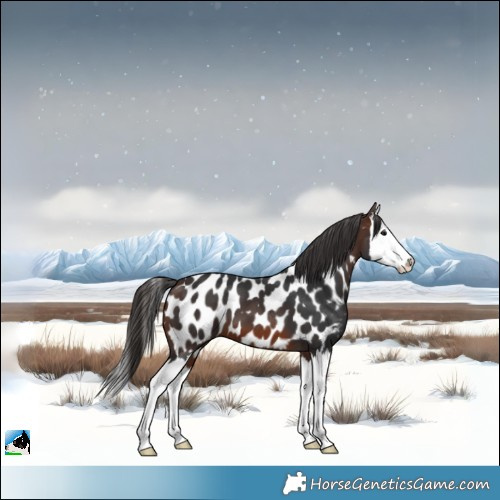 Horse Color:Brown Splash Appaloosa 