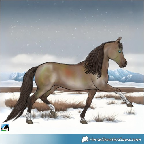 Horse Color:Liver Red Dun Tobiano 