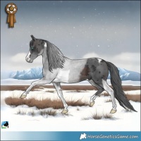 Horse Color:Brown Merle Tobiano
