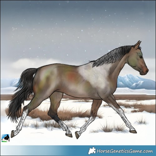 Horse Color:Brown Dun Tobiano 