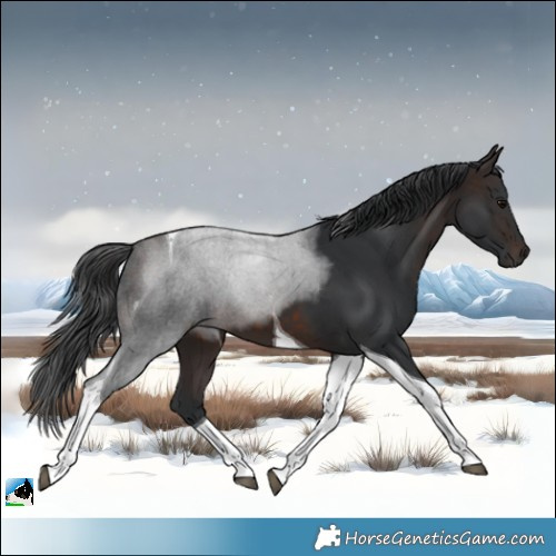 Horse Color:Brown Tobiano 
