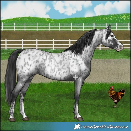 Horse Color:Blue Roan Sabino Splash Near Leopard  and Blue Roan Sabino Splash Near Leopard 