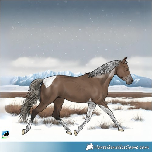 Horse Color:Liver Red Dun Tobiano 