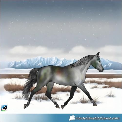 Horse Color:Gray Brown Tobiano 