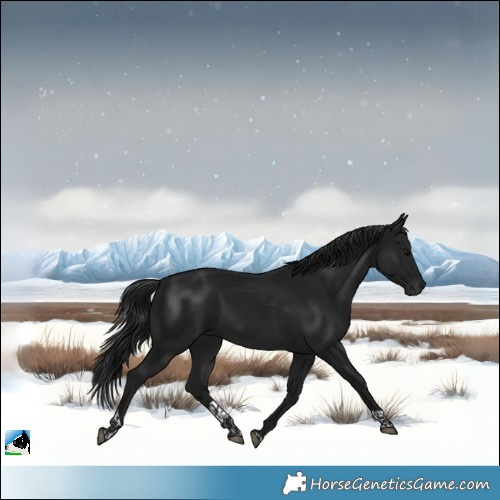 Horse Color:Gray Brown Tobiano 