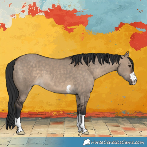 Horse Color:Brown Dun 