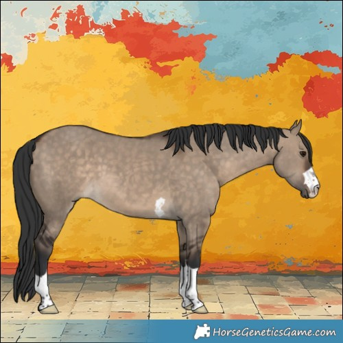 Horse Color:Brown Dun 