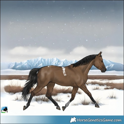 Horse Color:Gray Liver Red Dun Tobiano 