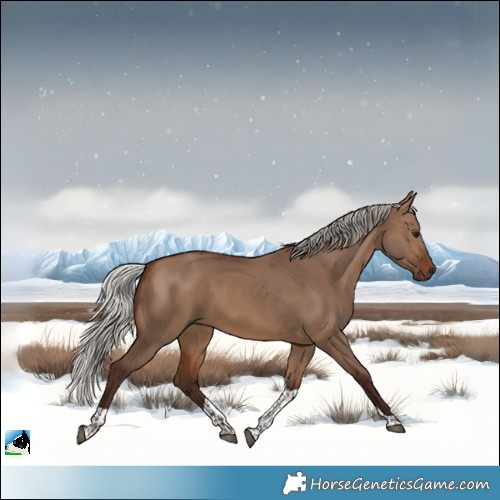 Horse Color:Silver Brown Dun Tobiano 