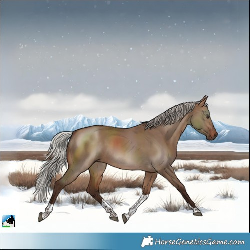 Horse Color:Silver Brown Dun Tobiano 