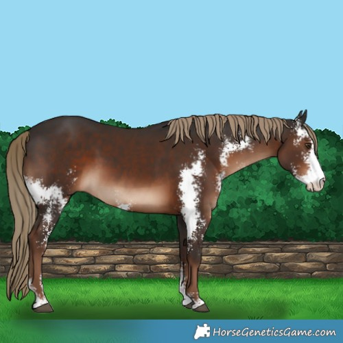 Horse Color:Liver Chestnut Sabino