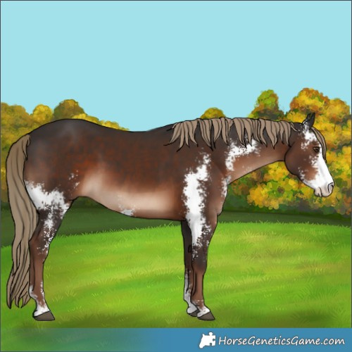 Horse Color:Liver Chestnut Sabino 