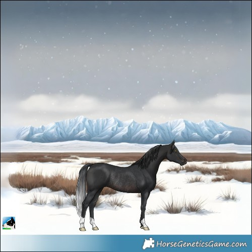 Horse Color:Brown Rabicano 