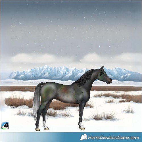 Horse Color:Brown Rabicano 