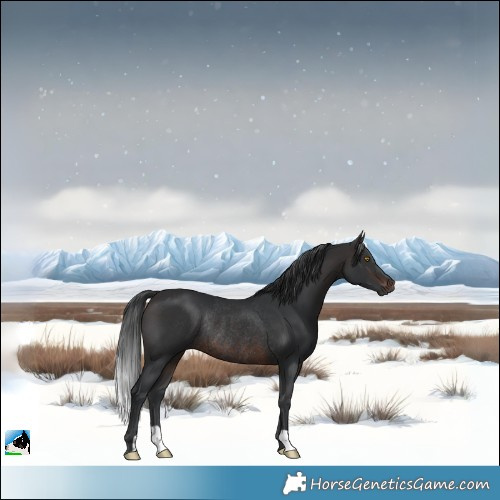 Horse Color:Brown Rabicano 