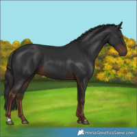 Horse Color:Gray Liver Chestnut 