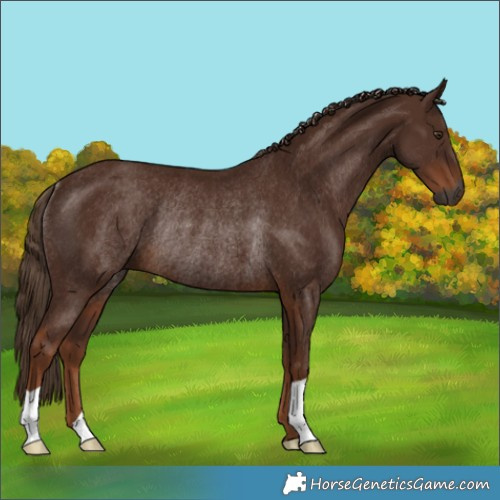 Horse Color:Gray Chestnut Rabicano 