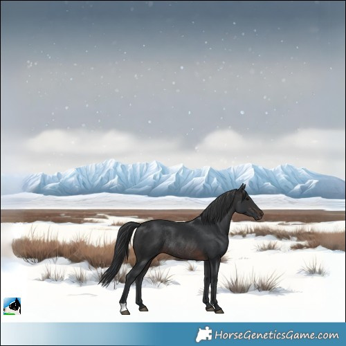 Horse Color:Brown Rabicano 