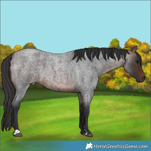 Horse Color:Brown Roan 