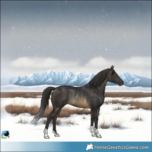 Horse Color:Buckskin Mushroom Rabicano 